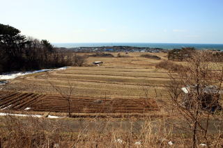 白瀑　山本の酒米　酒こまちの田んぼ・・・日本海を臨む絶景の地