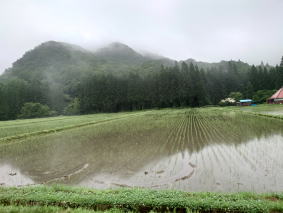 新政酒造　鵜飼契約栽培田んぼ